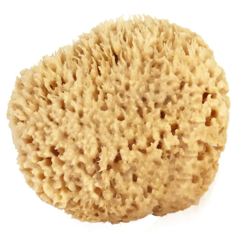 Seawool Sponge Small 1